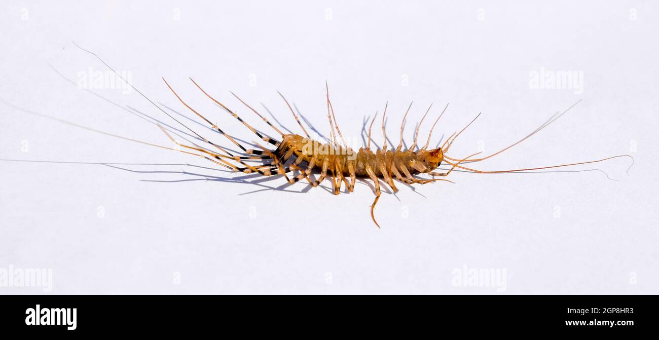 Scutigera coleoptrata. The Flycatcher. Centipede flycatcher insect ...