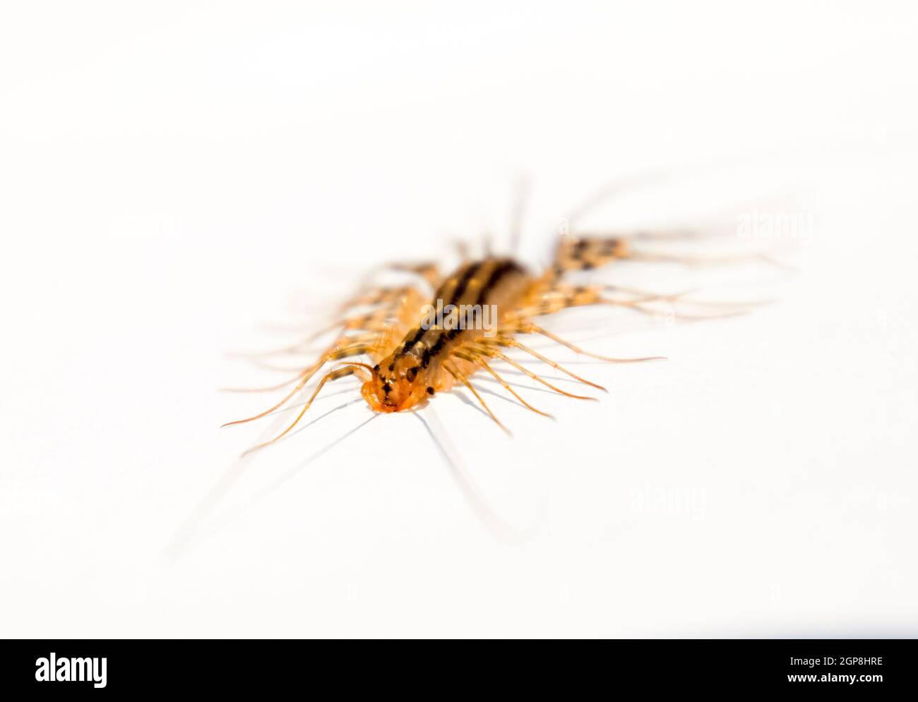 Scutigera coleoptrata. The Flycatcher. Centipede flycatcher insect ...