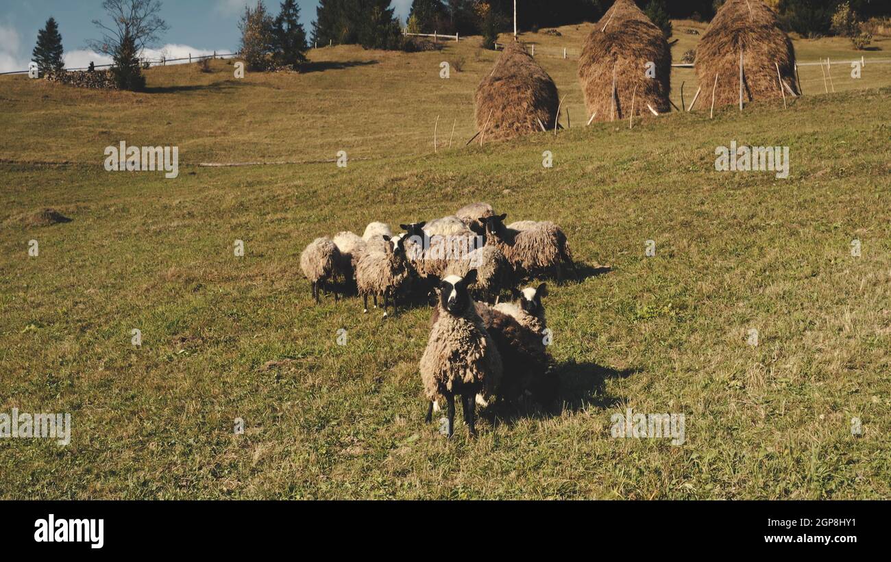 Closeup funny sheeps look at camera. Aerial nature landscape. Rural farmlands with pastures. Farm animals eating grass at mountain valley. Countryside vacation at Carpathian mounts, Ukraine, Europe Stock Photo