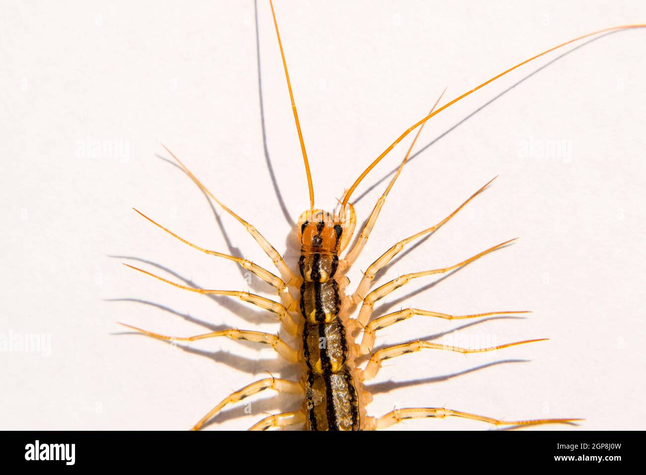 Flycatcher Insect The Flycatcher. Centipede flycatcher, insect predator Scutigera ...
