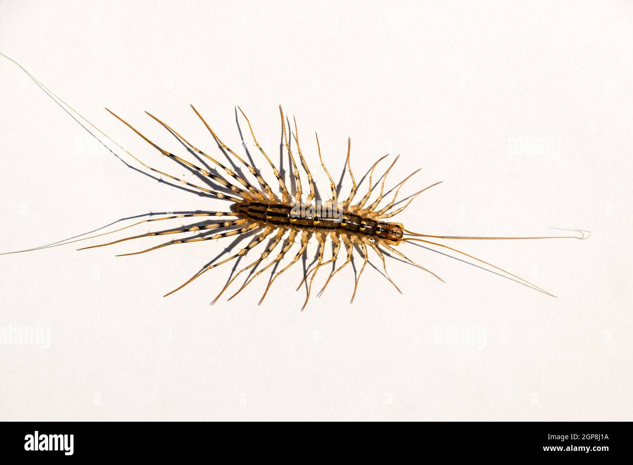 Scutigera coleoptrata. The Flycatcher. Centipede flycatcher insect ...