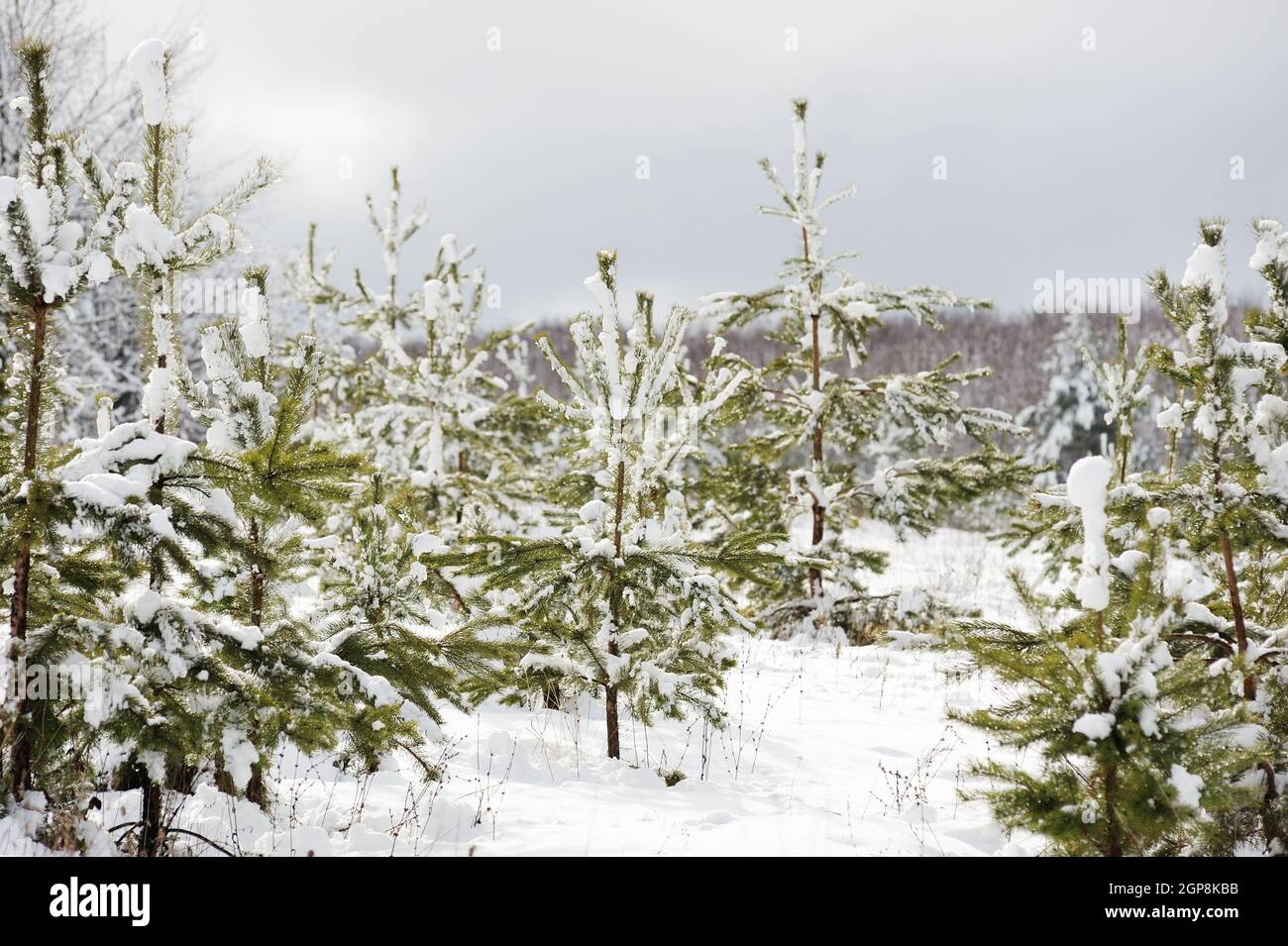 Young pine trees covered in snow horizontal Stock Photo - Alamy