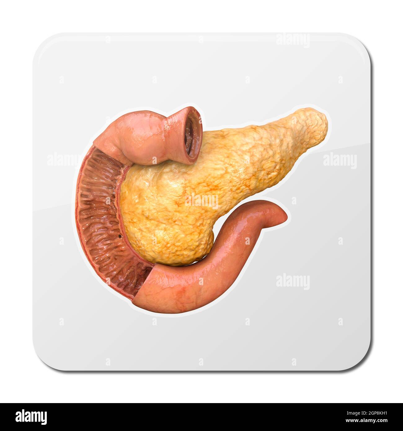 Pancreas Anatomy Icon Realistic Human Internal Organ 3d Rendering