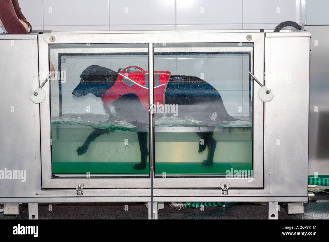 dog walks in a underwater treadmill during its treatment in