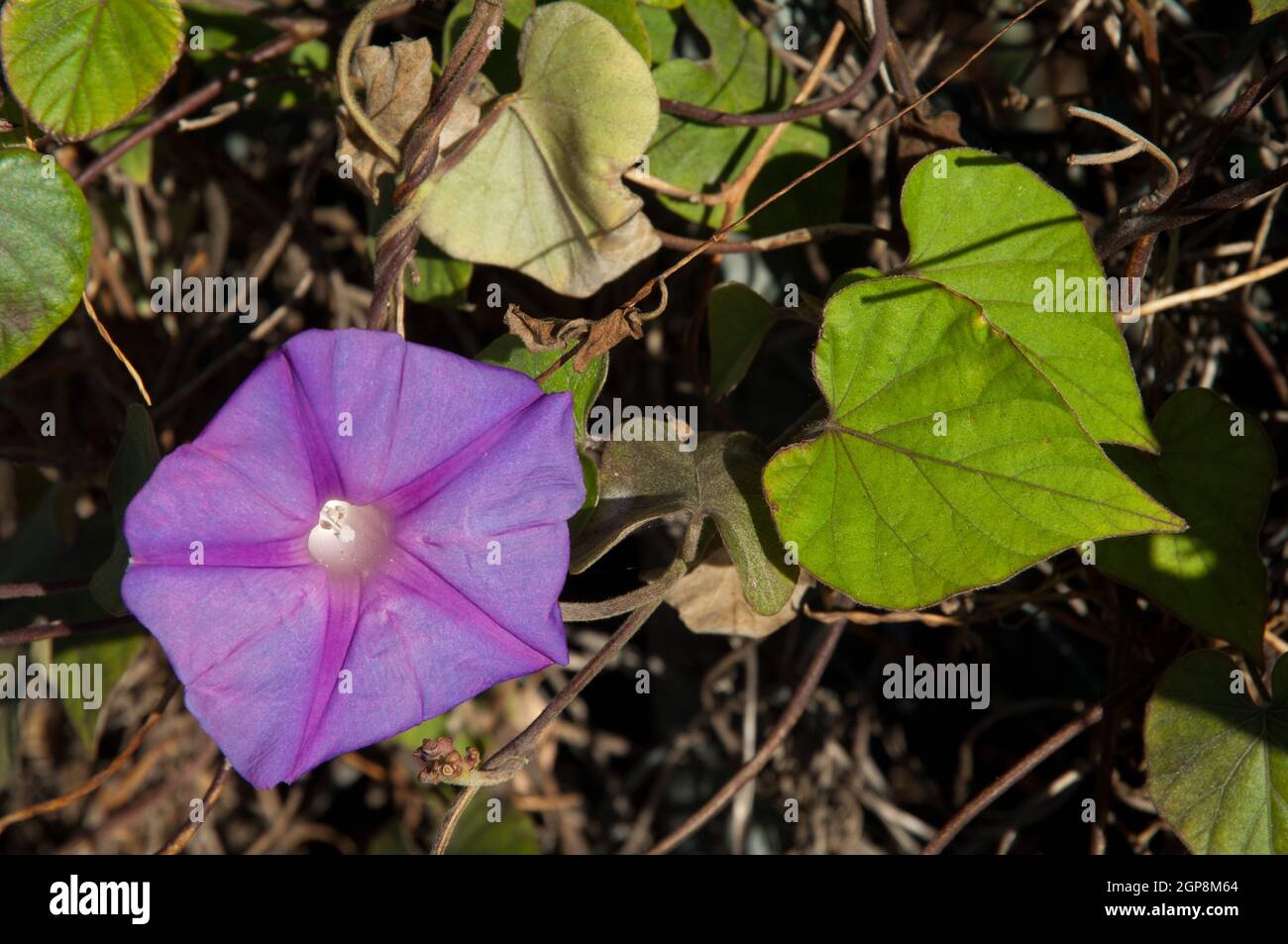 Flower and leaves of blue morning glory Ipomoea indica. El Paso. La Palma. Canary Islands. Spain. Stock Photo