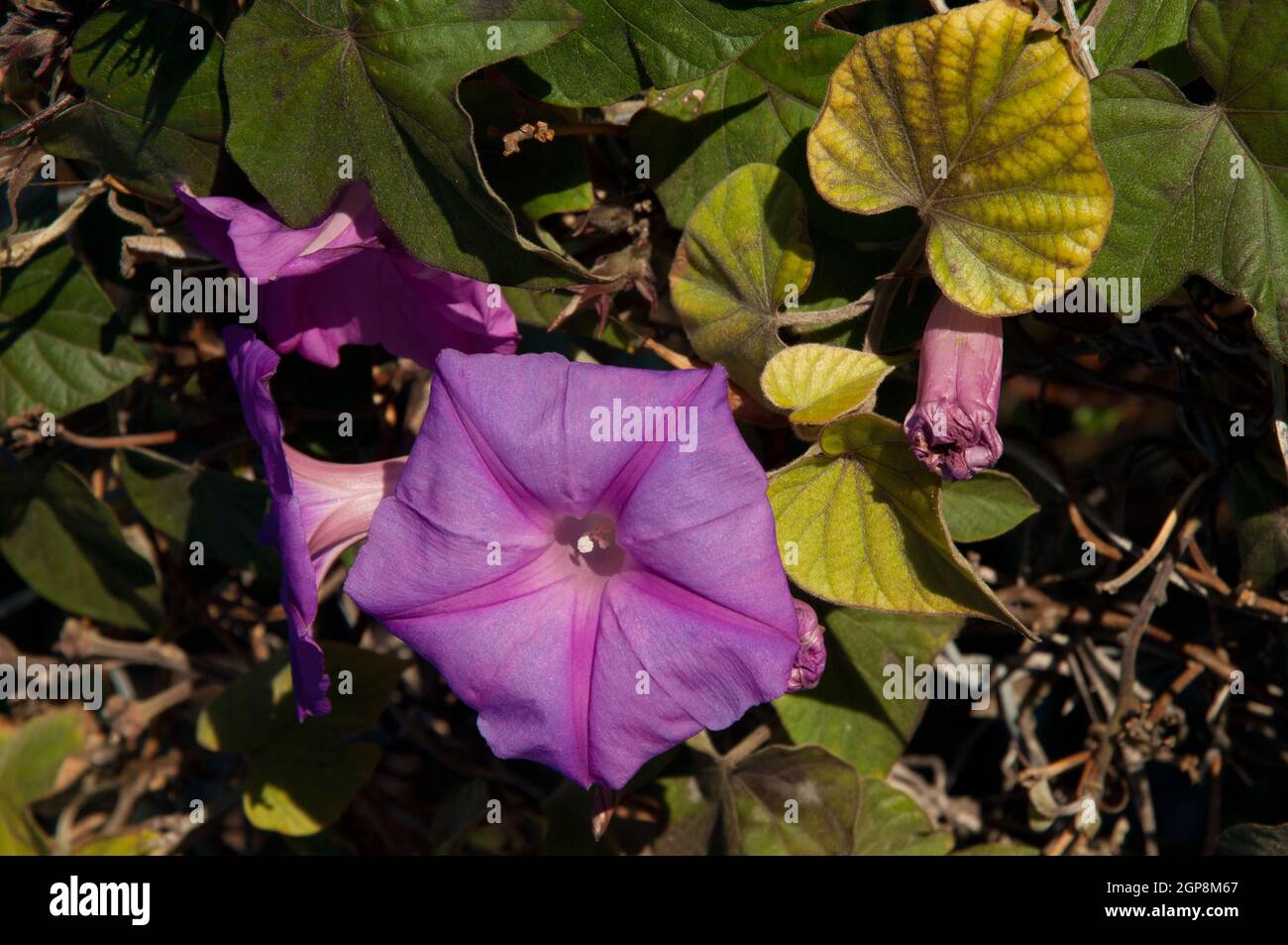 Flowers and leaves of blue morning glory Ipomoea indica. El Paso. La Palma. Canary Islands. Spain. Stock Photo