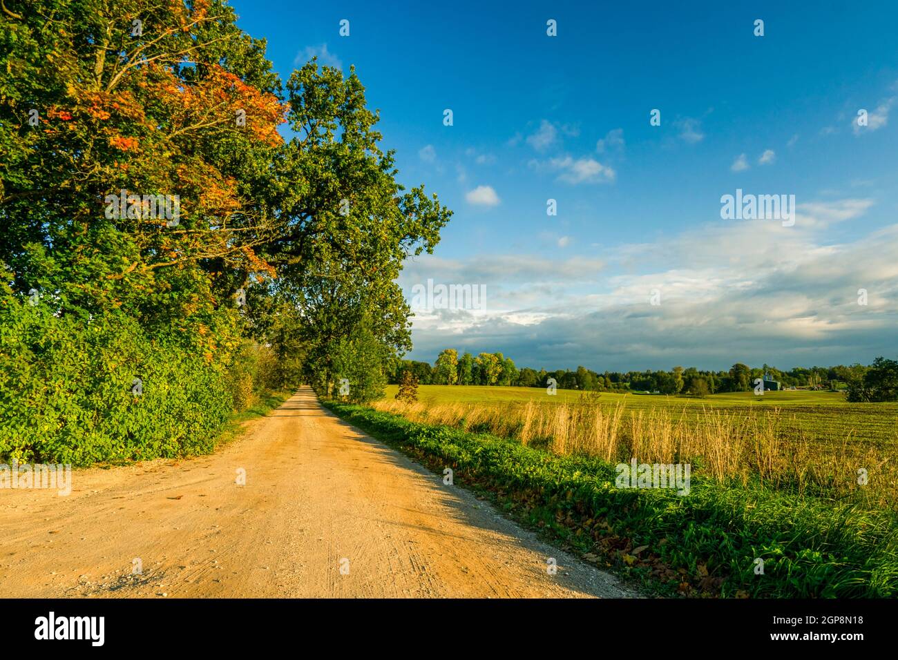 Gauja National Park captured on a sunny autumn day of September. Sandy path between fields and trees covered with colorful leaves during golden hours. Stock Photo