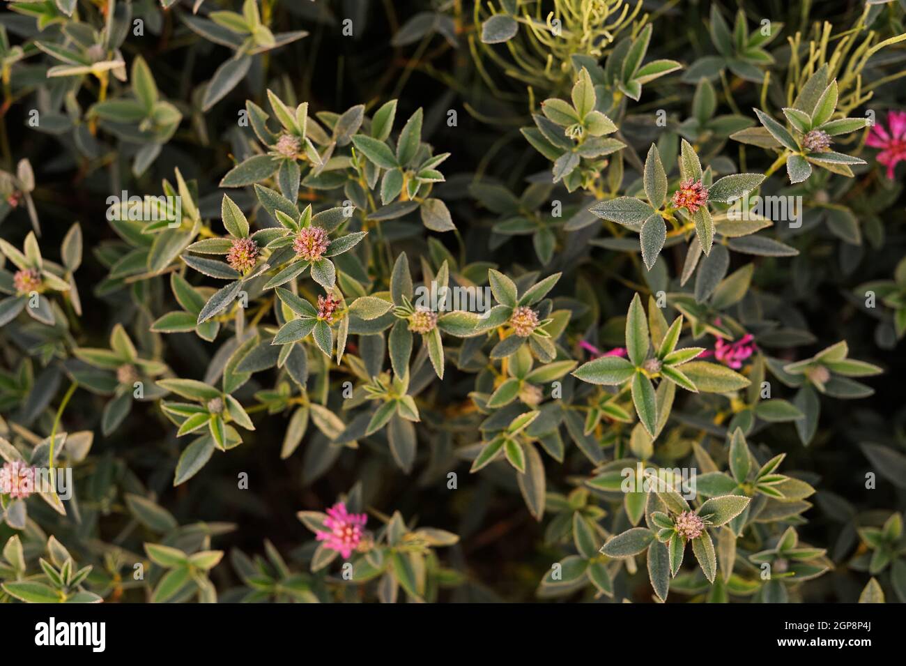 Pink shamrock covered with dew drops in summer sunrise above Stock Photo