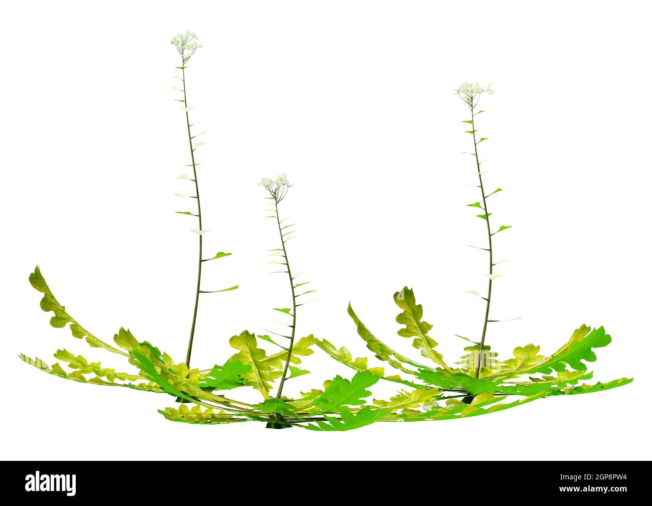 3D rendering of shepherds purse or Capsella bursa pastoris plants