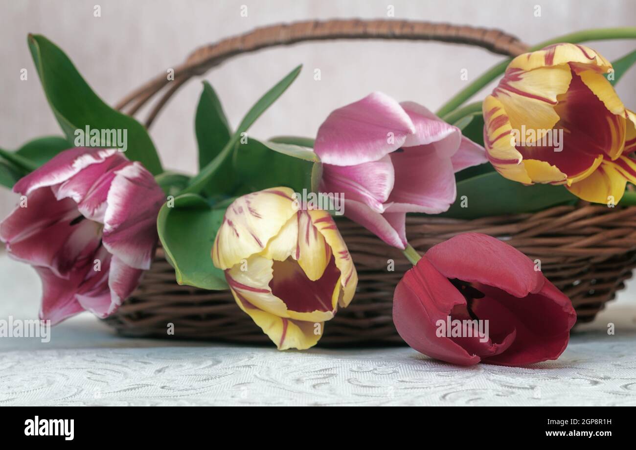 A bouquet of beautiful red, pink and yellow tulips in a wicker basket ...