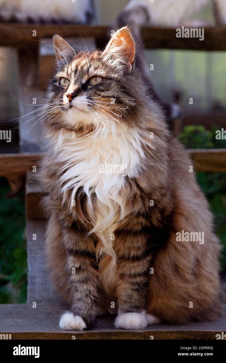 Important long-haired white-breasted cat sits and looks in village countryside on wooden bench, outdoors, vertical photo Stock Photo
