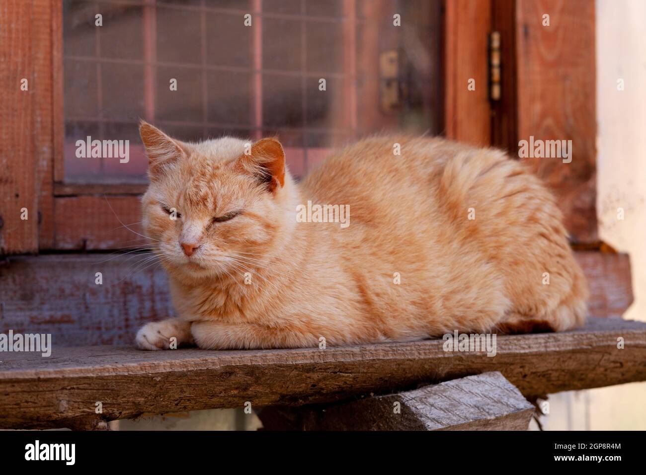 cat bench for window