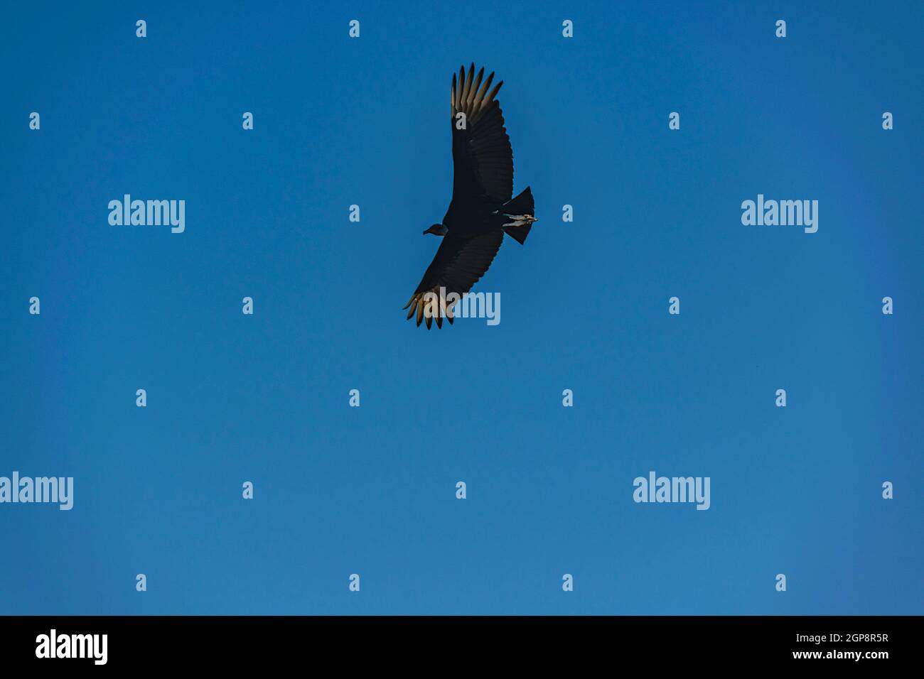 Scavenger black bird flying over clean blue sky Stock Photo - Alamy