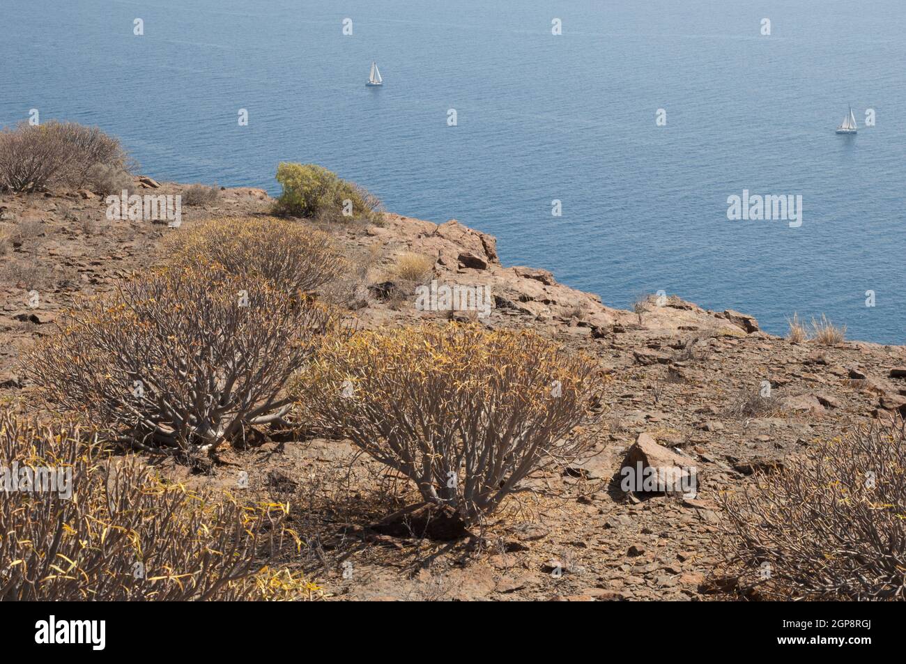 Xerophytic scrub of balsam spurge, Euphorbia balsamifera and sailing boats. The Nublo Rural Park. Mogan. Gran Canaria. Canary Islands. Spain. Stock Photo