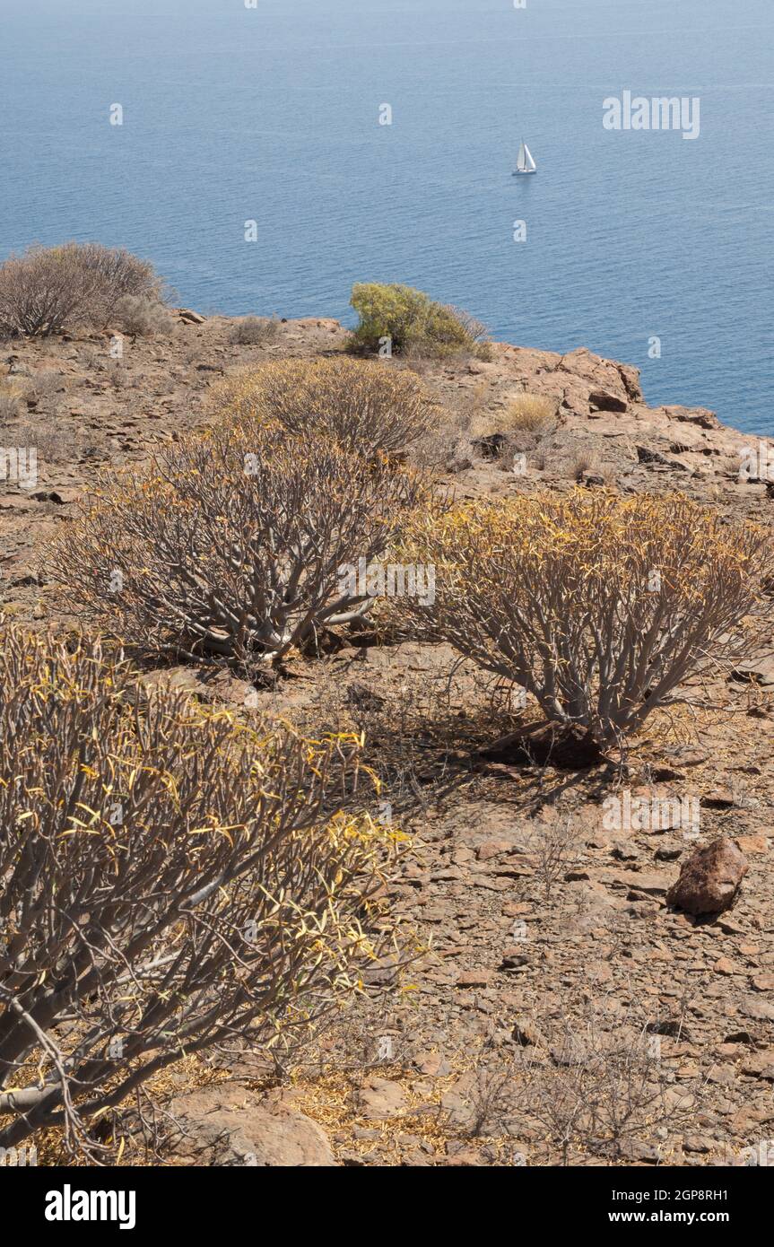 Xerophytic scrub of balsam spurge, Euphorbia balsamifera and sailing boat. The Nublo Rural Park. Mogan. Gran Canaria. Canary Islands. Spain. Stock Photo