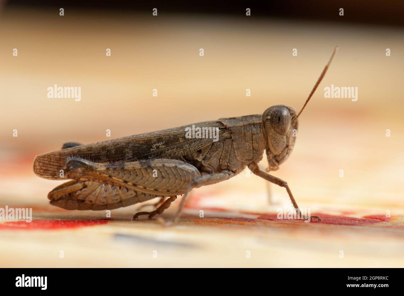 Canarian grasshopper Calliptamus plebeius, Cruz de Pajonales. Tejeda. Gran Canaria. Canary Islands. Spain. Stock Photo