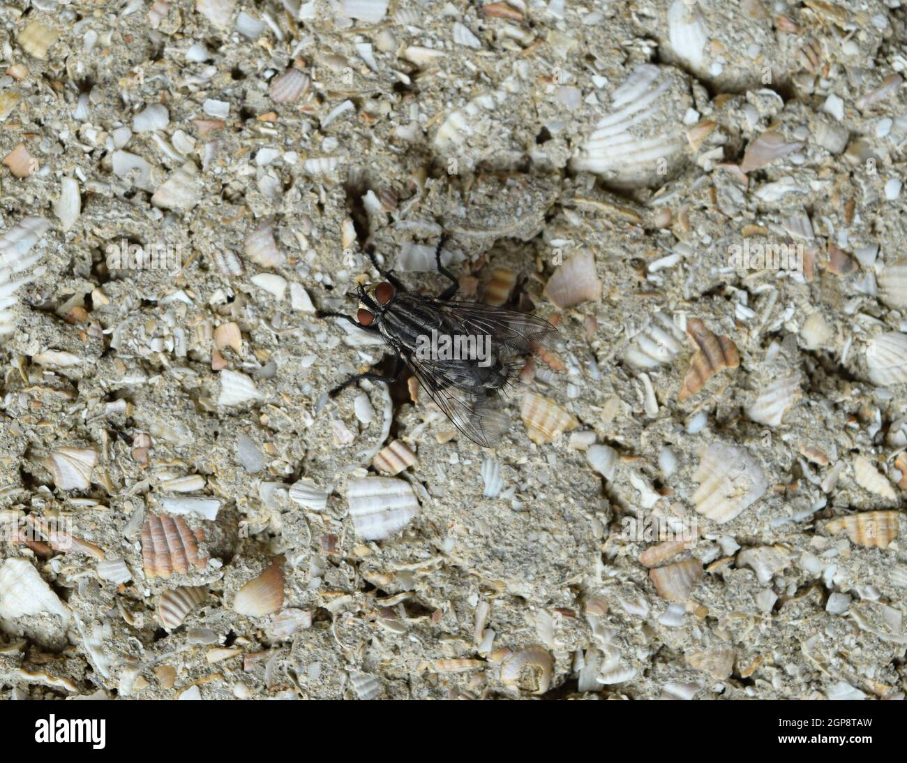 Big fly with white stripes sitting on a block wall. Two-winged insects ...