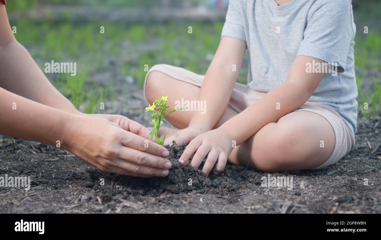 Little kid hand and parent planting growing tree in soil on garden together. Child and mother plant young tree by hand in the morning. Forestry enviro Stock Photo