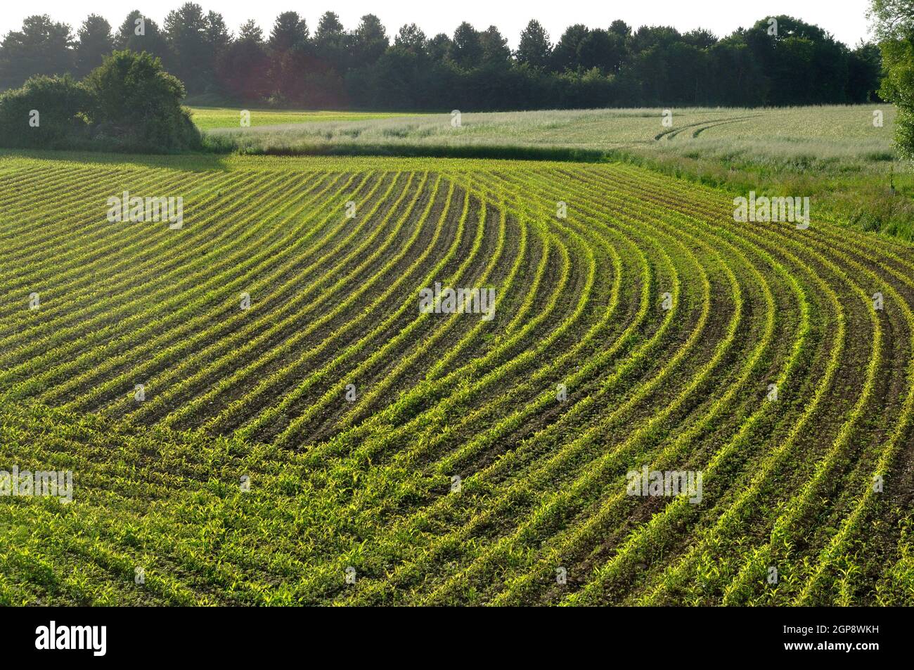Corn field in Spring in Brittany Stock Photo - Alamy