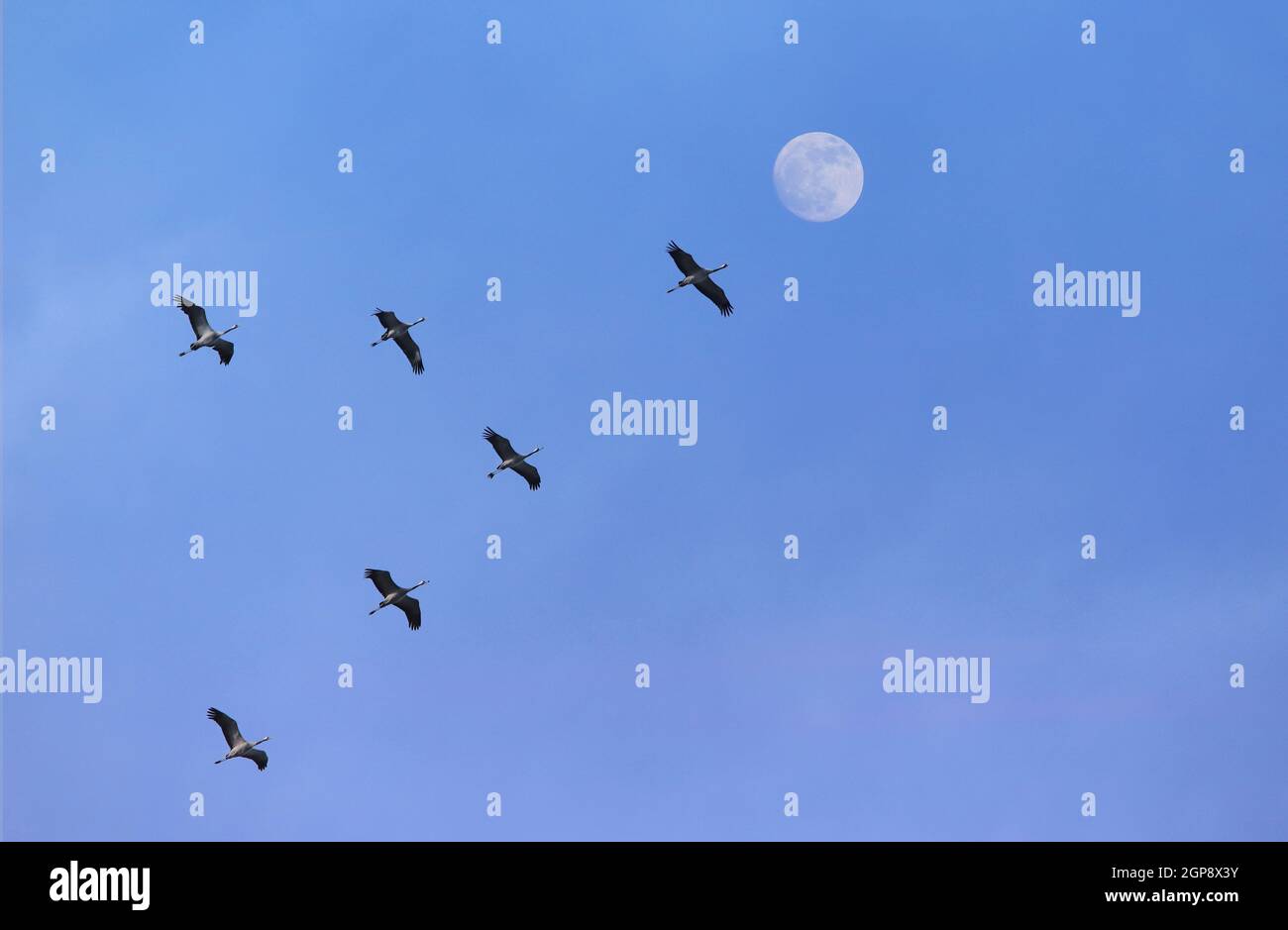 Homecoming cranes, full moon                                                                              Stockenten, Paar beim Gründeln im Listersee Stock Photo