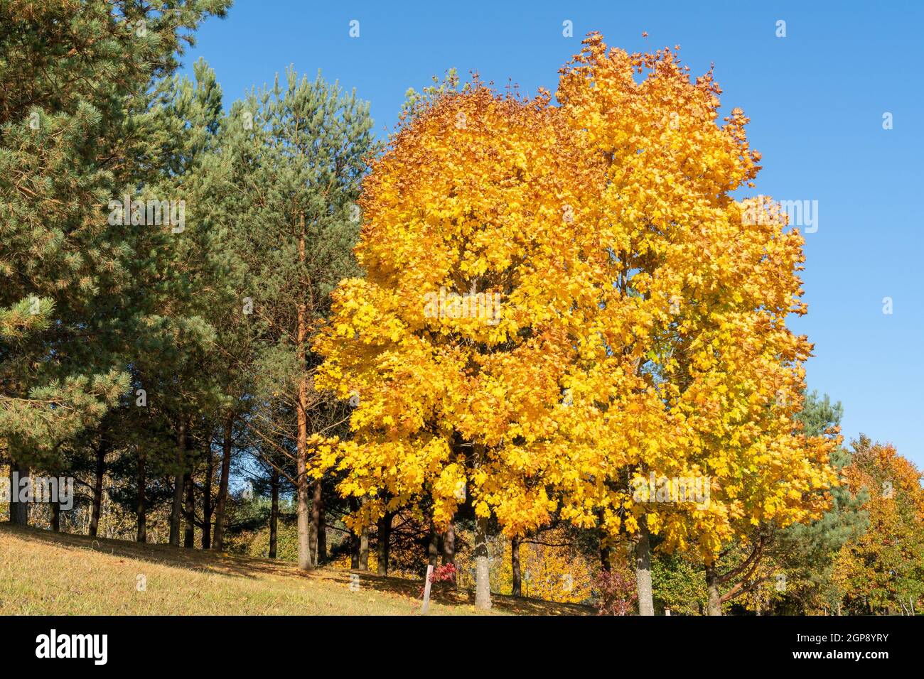 Autumn park with yellow maple trees Stock Photo - Alamy