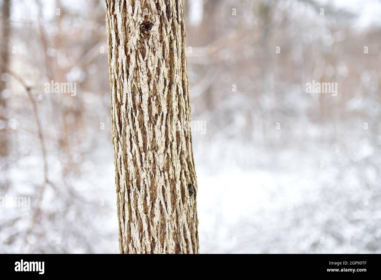 A tree trunk with deeply grooved bark stands with a blur of snowy woodland in the background. Copy space. Stock Photo