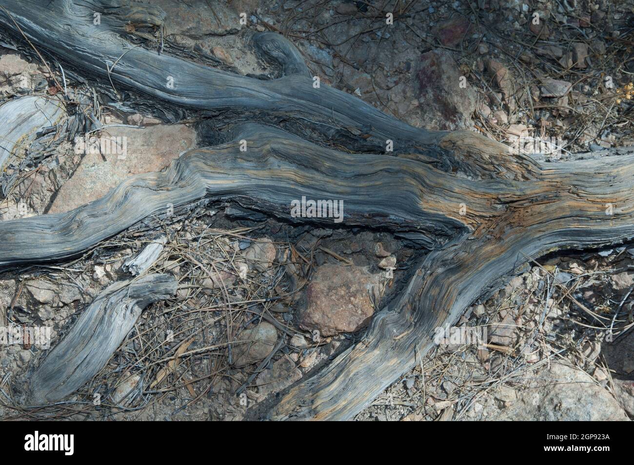Roots of Canary Island pine Pinus canariensis. Integral Natural Reserve ...