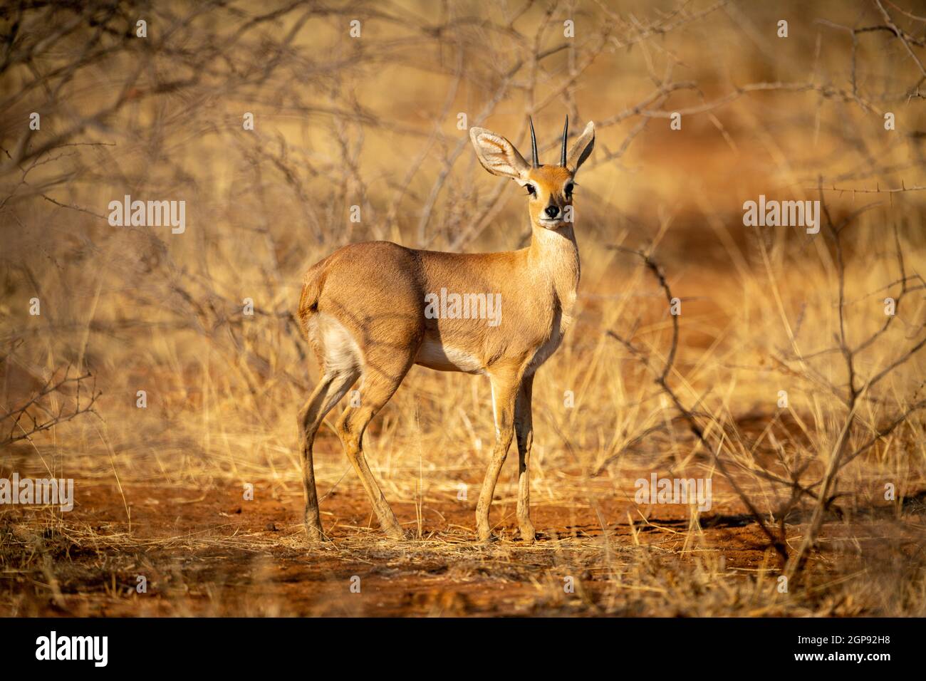 Young springbok hi-res stock photography and images - Alamy