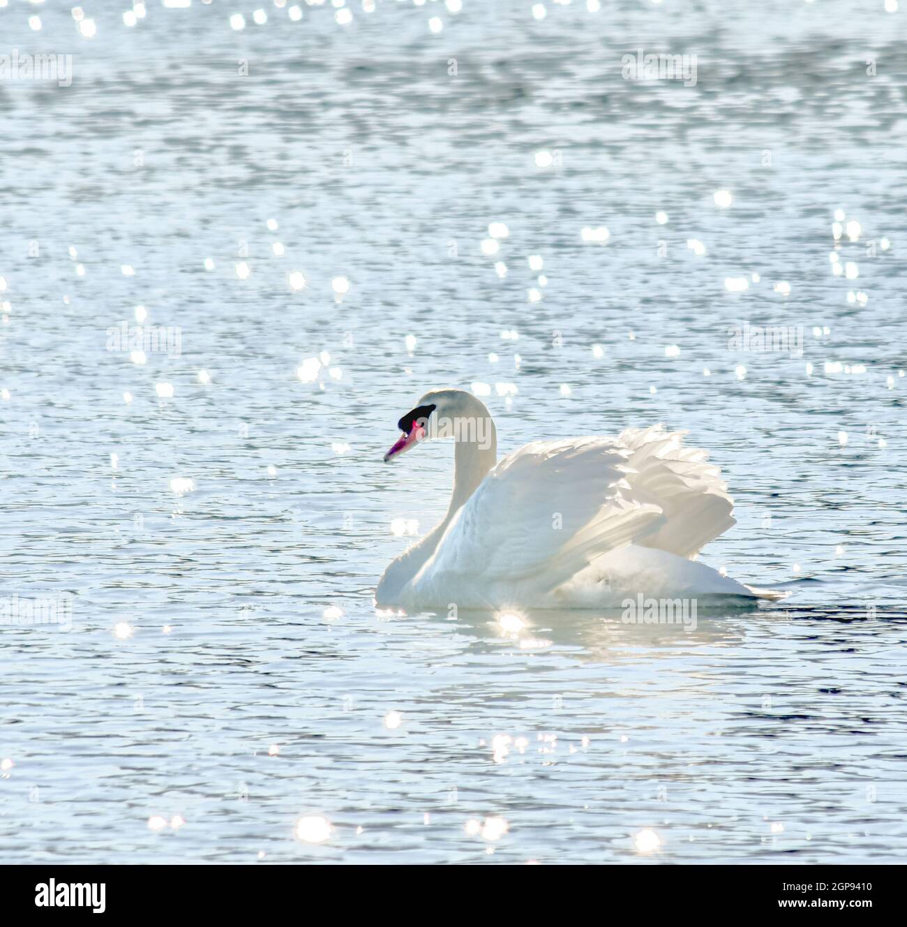 Showy Mute Swan (Cygnus olor) swimming with glistening sunlight and wings held up high. Copy space. Stock Photo