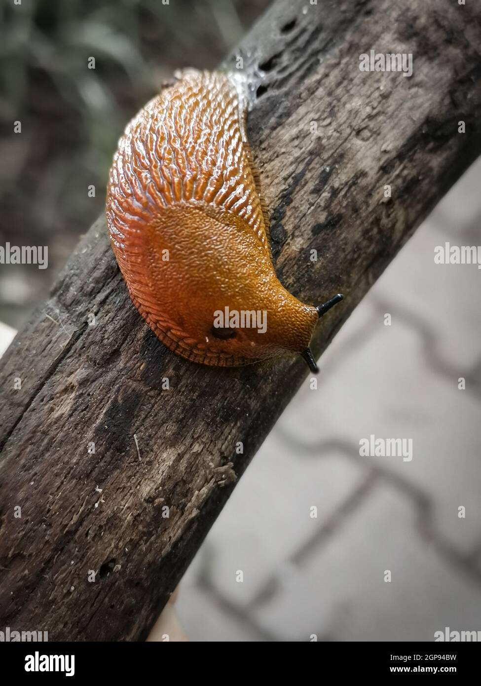 Vertical shot of a snail without a shell crawling on a wooden branch in a field Stock Photo
