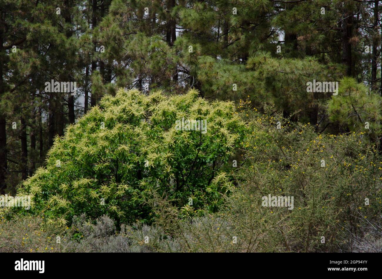 Chestnut Castanea sativa, shrub Adenocarpus foliolosus and forest of Canary Island pine P. canariensis. Tejeda. Gran Canaria. Canary Islands. Spain. Stock Photo
