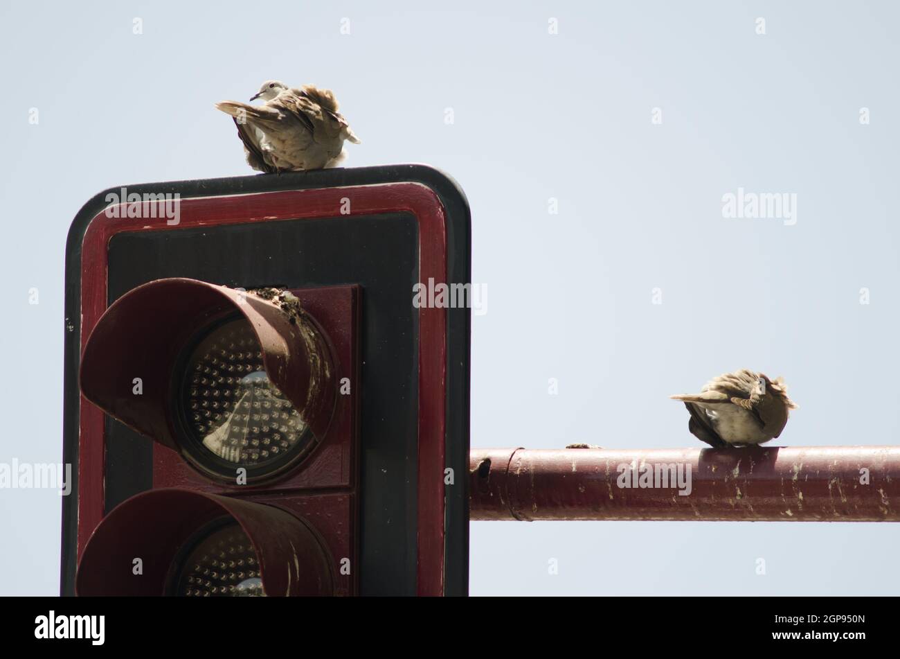 Eurasian collared doves Streptopelia decaocto resting on a traffic light. Aguimes. Gran Canaria. Canary Islands. Spain. Stock Photo