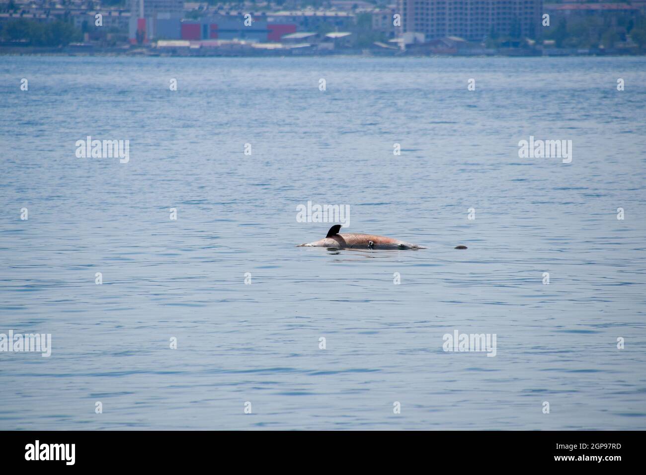 The body of a dead dolphin swims in the sea. The dead dolphin in the Cimes bay. Stock Photo