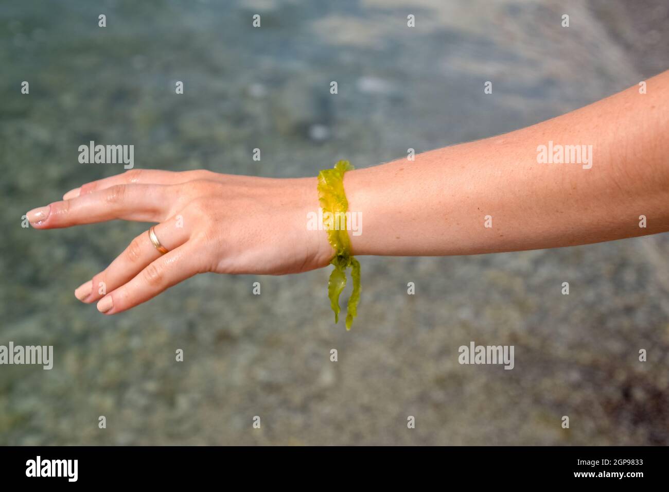 Algae bracelet on a female hand. romantic seaweed decoration Stock