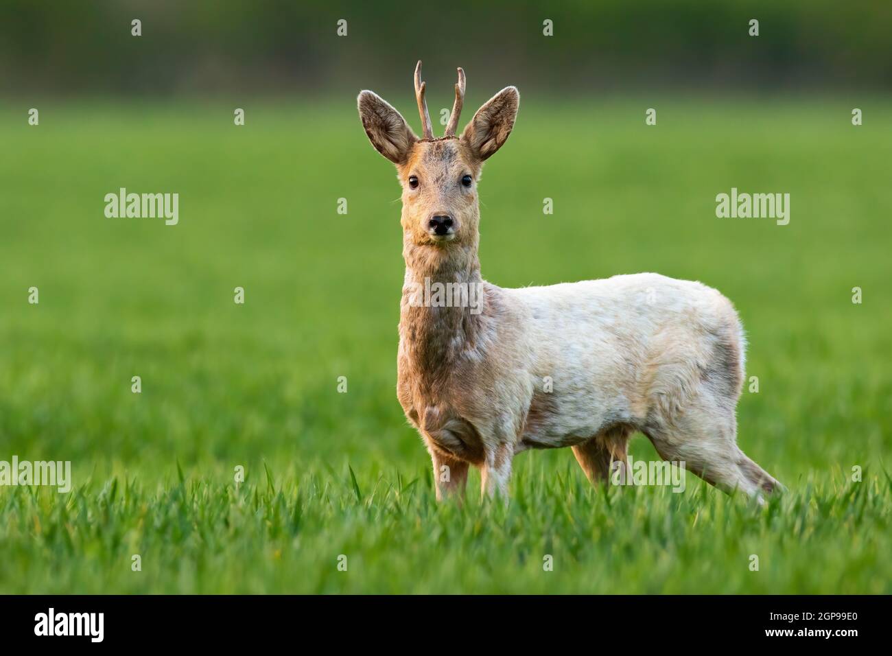 Albino roe deer, capreolus capreolus, buck staring into camera and standing in green grass on a field. Wild deer with white fur looking on meadow in s Stock Photo