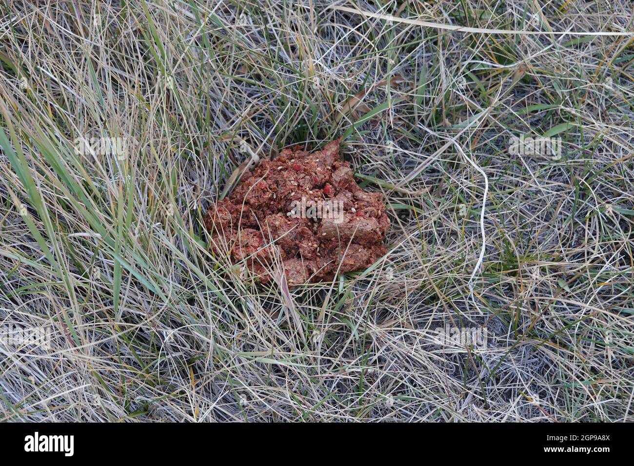 Wild Bear scat full of berries in a meadow in the Sierra Nevada mountains California Stock Photo