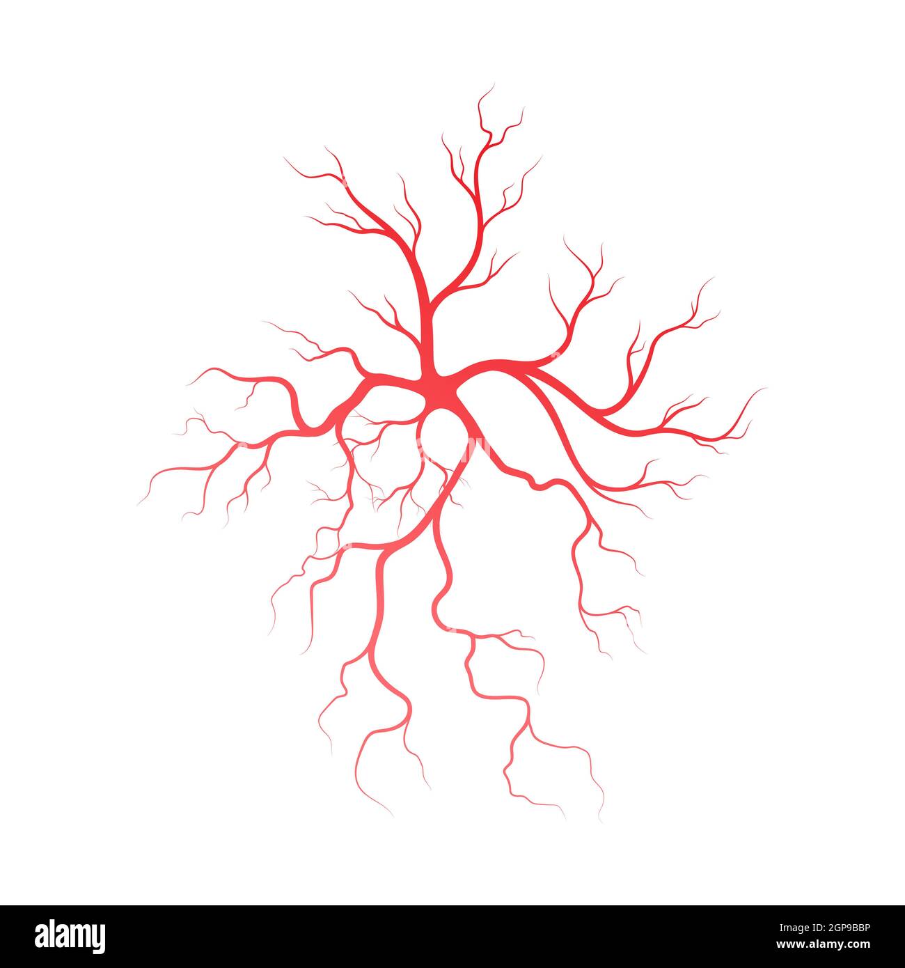 Human veins and arteries illustration design template Stock Photo - Alamy