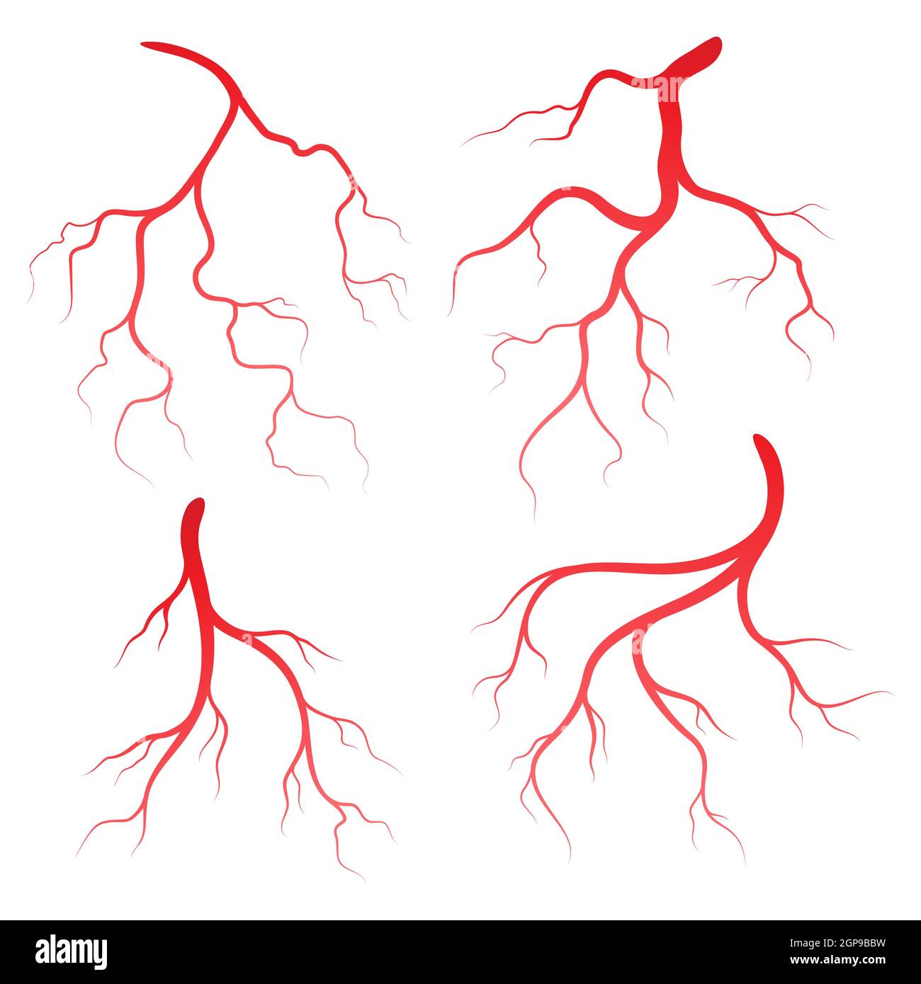 Human veins and arteries illustration design template Stock Photo - Alamy