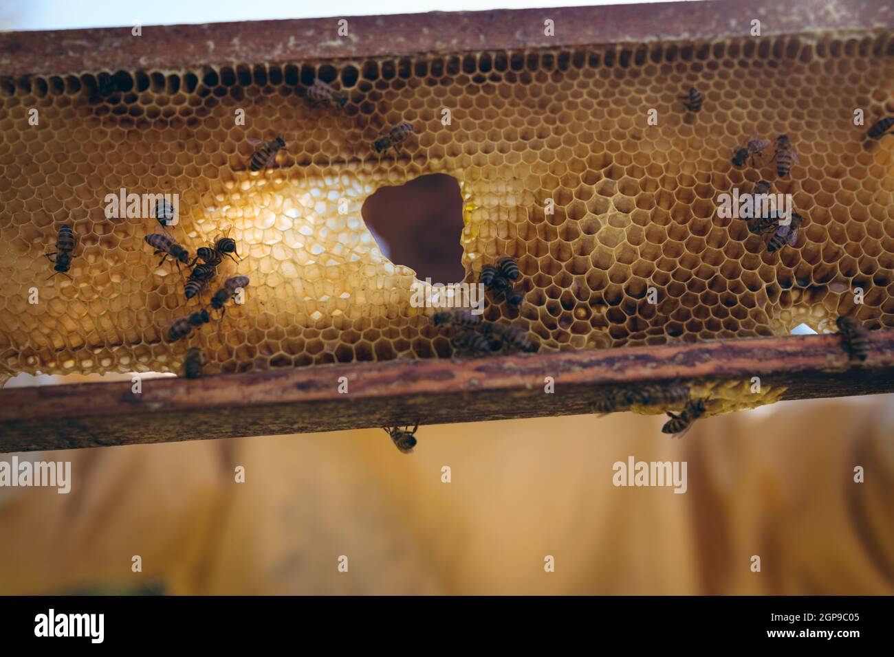 Honeycomb honey bee close up hi-res stock photography and images - Alamy
