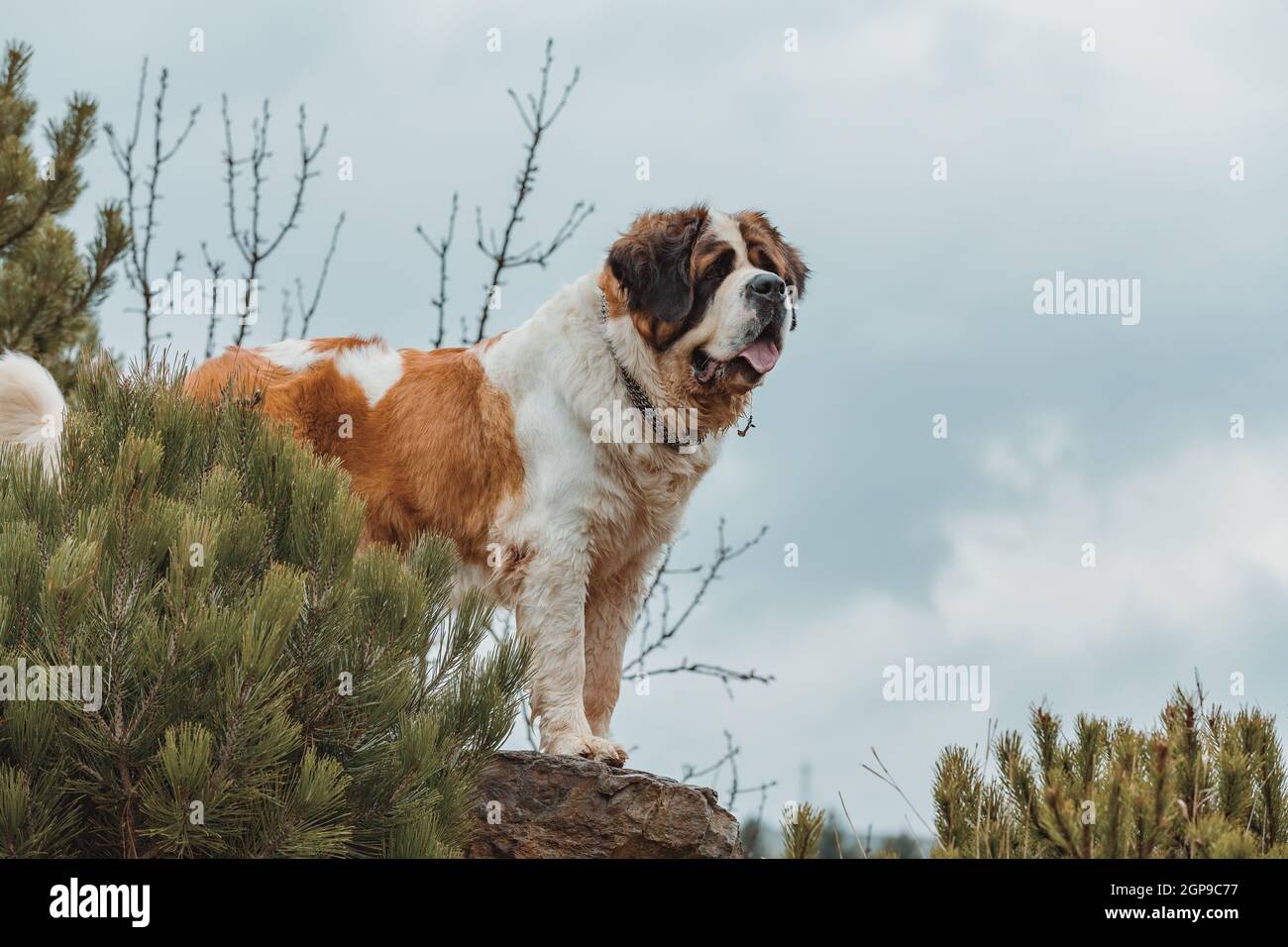 Bernese Mountain Dog Slide Mountain Bullmastiffs St Bernard Different  Mountain Dogs Bernese Mountain Dog St Bernard, image size:1300x956