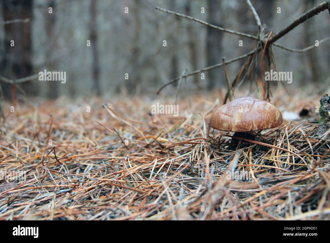 Mushrooms of Suillus grow in autumn forest. Mushroom Suillus luteus common growing in pine forest. Lonely boletus mushroom growing in coniferous wood. Stock Photo