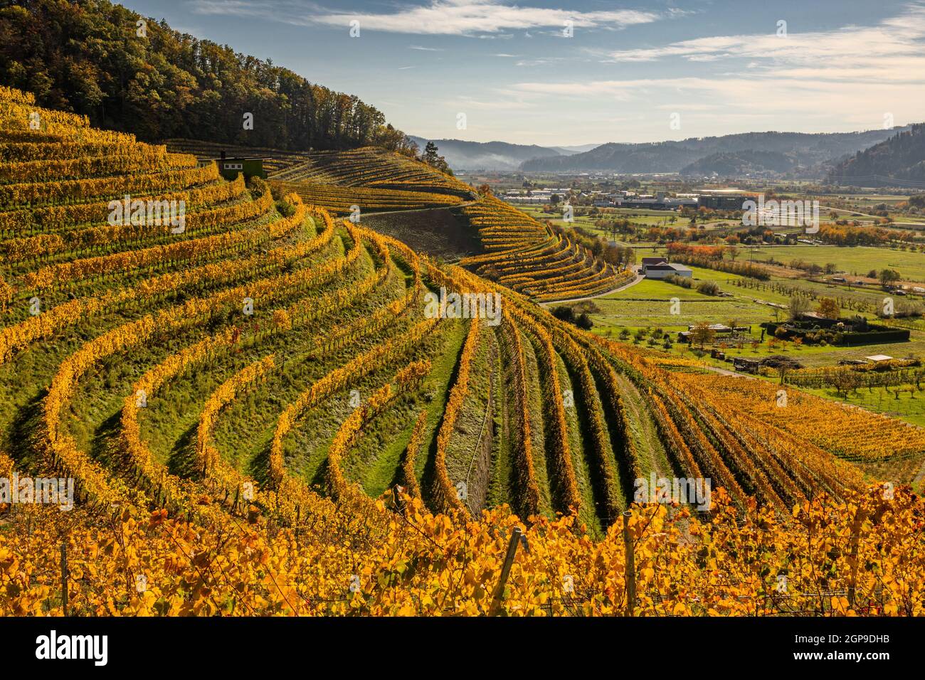 Blick auf herbstliche Weinreben in der Rheinebene Stock Photo