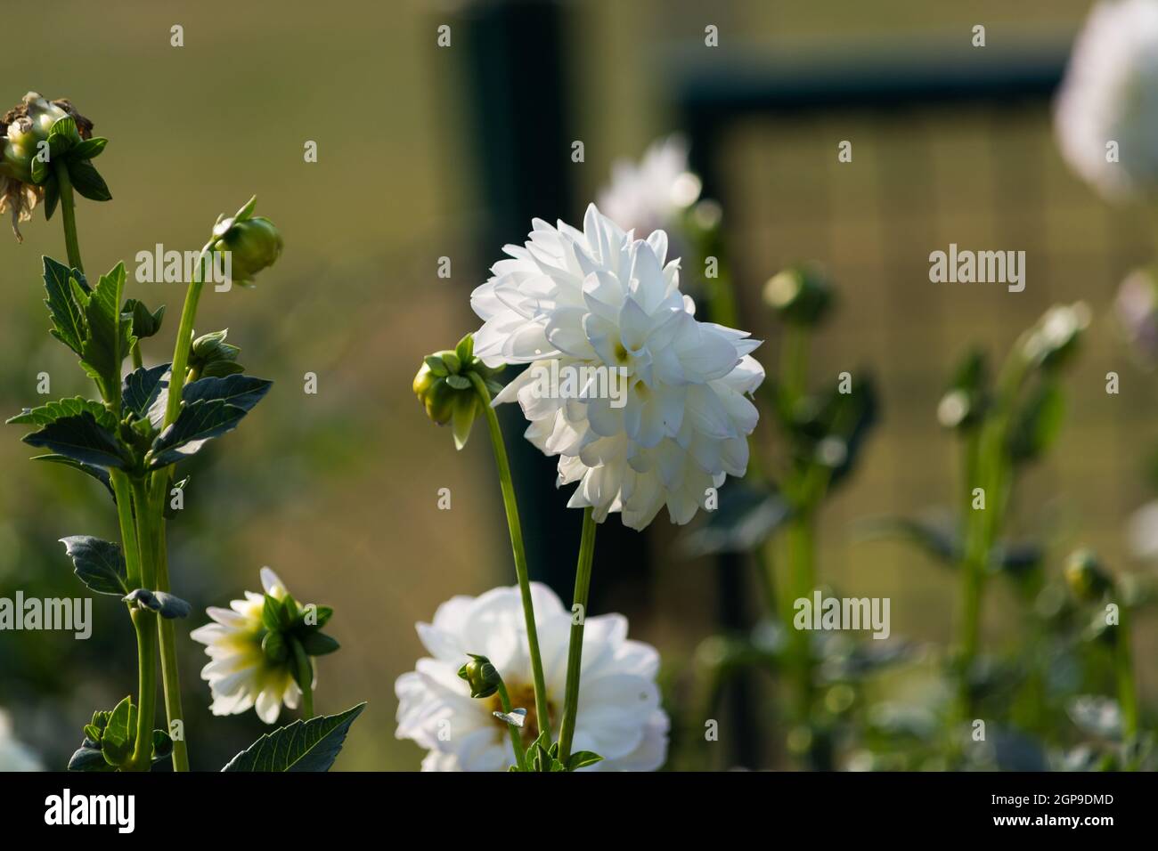 Different flowers, background, panorama Stock Photo