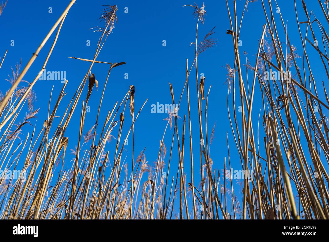 Phragmites australis (reed) against a blue sky Stock Photo - Alamy
