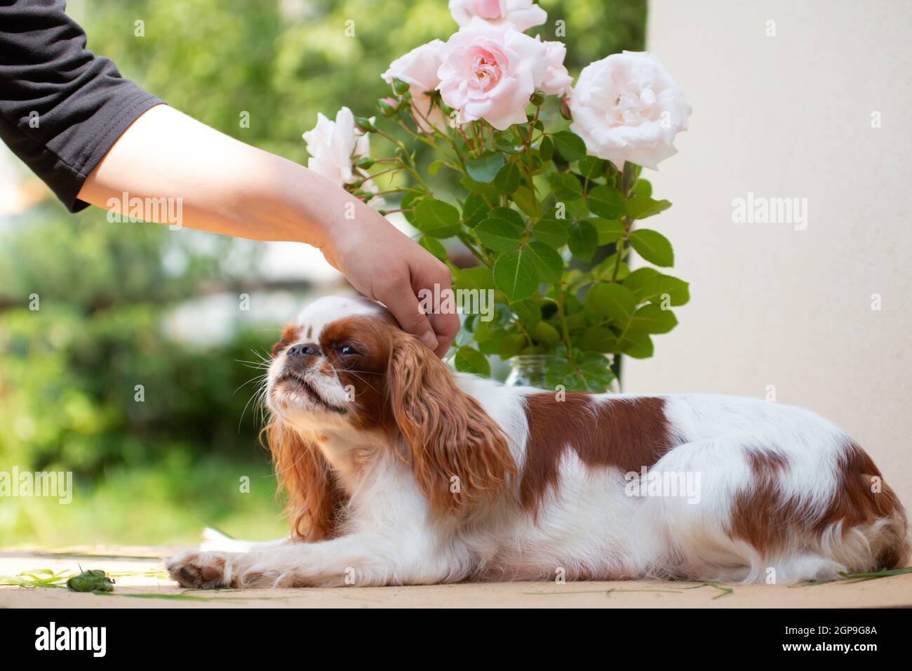 The white-red-colored dog breed Cavalier King Charles Spaniel is a stroking hand of man, against a background of flowers and beige cardboard, in summe Stock Photo