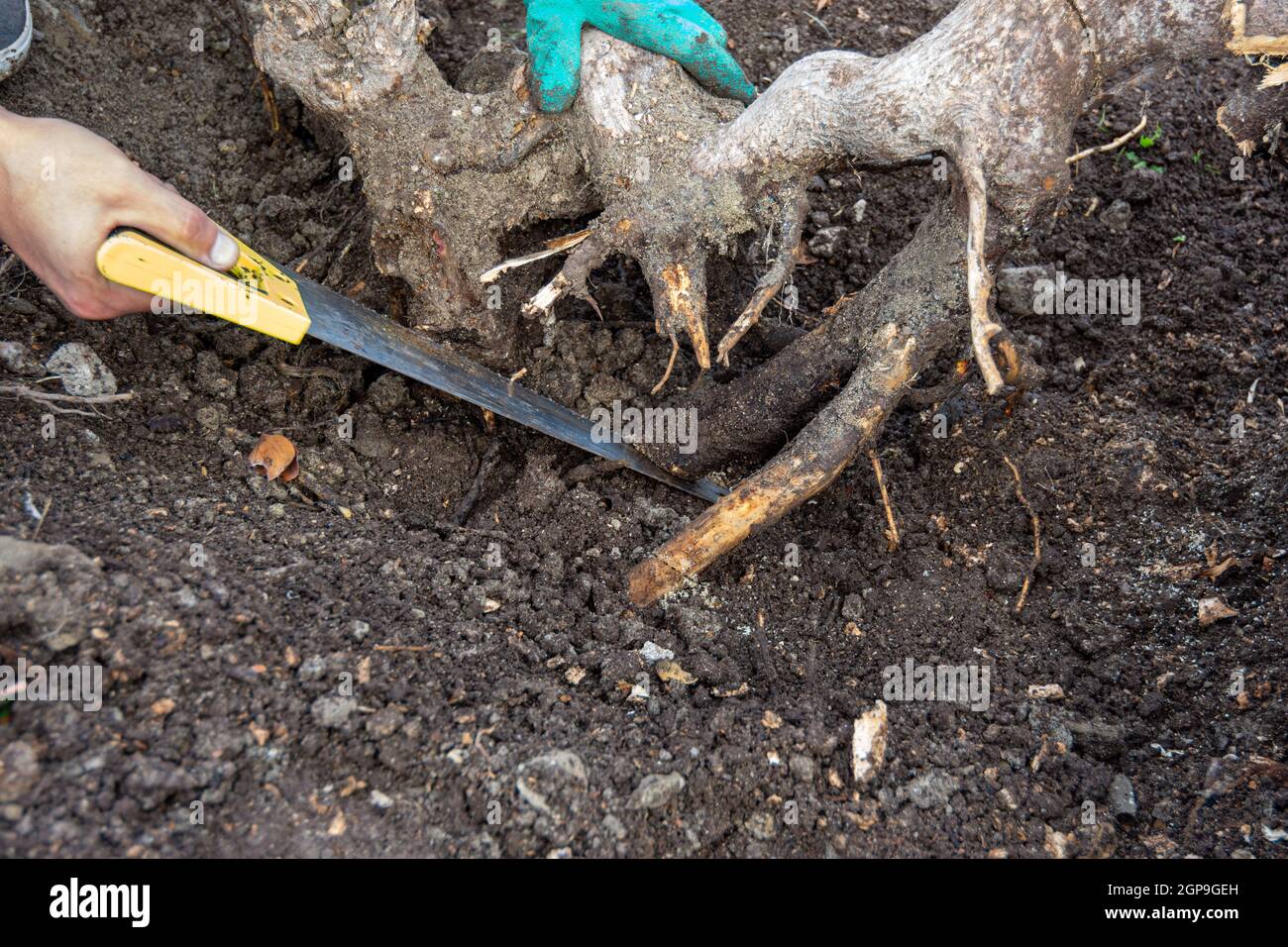 Sawing with a saw to remove a tree stump in the garden Stock Photo - Alamy