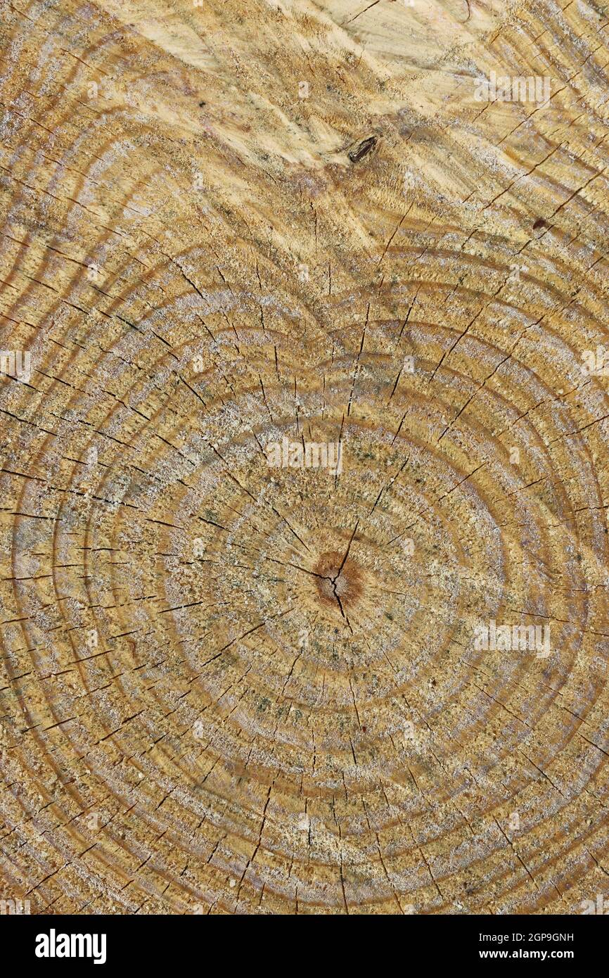 Cross section of a cut drying tree stump with dark annual growth rings ...