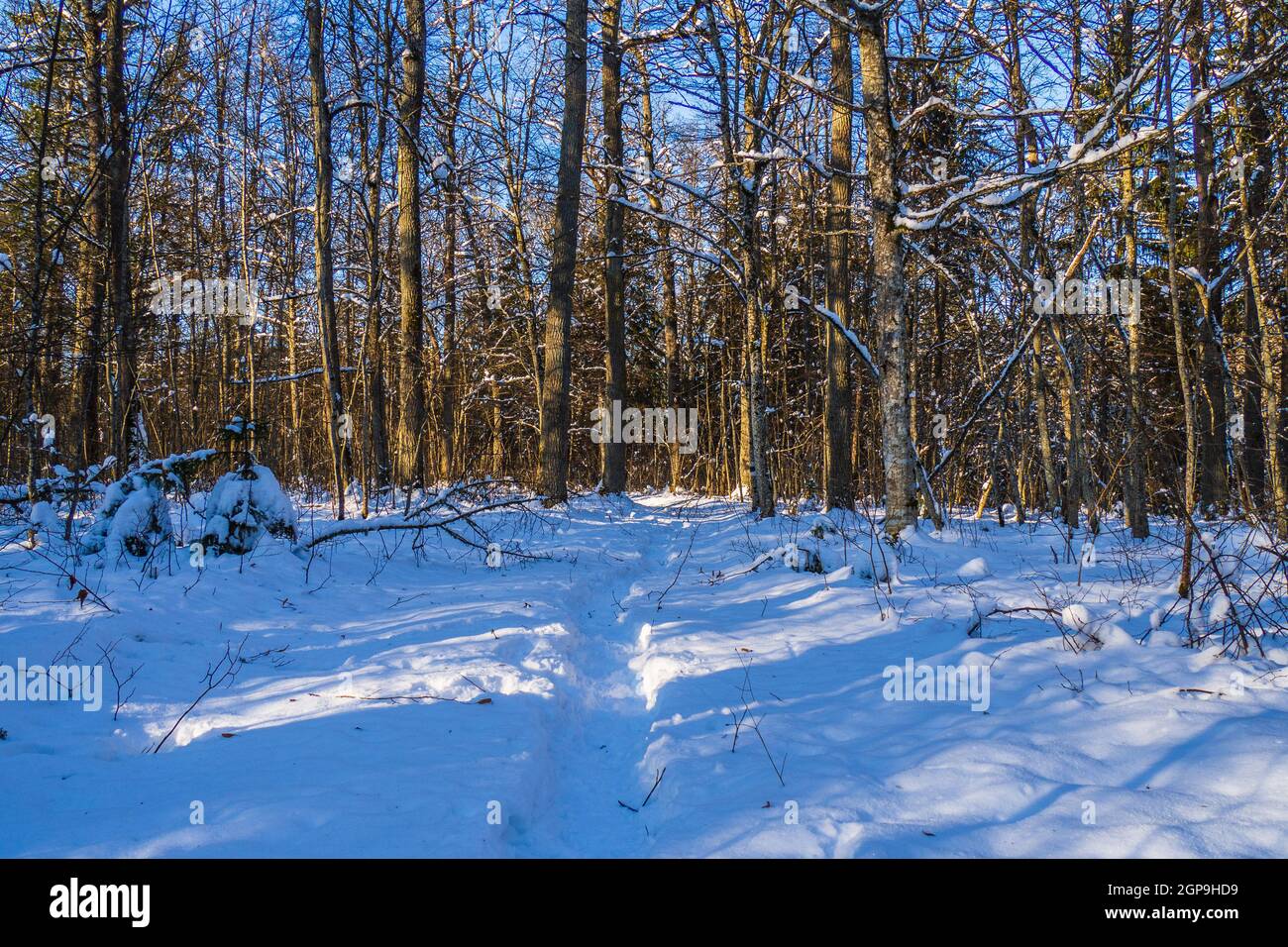 Trail in the Pine Tree Forest in Winter with Frost and Snow Stock Photo ...