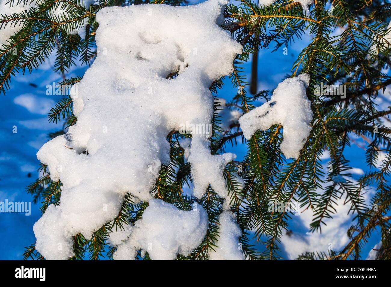 Spruce Branches Covered with Fresh Snow. Stock Photo