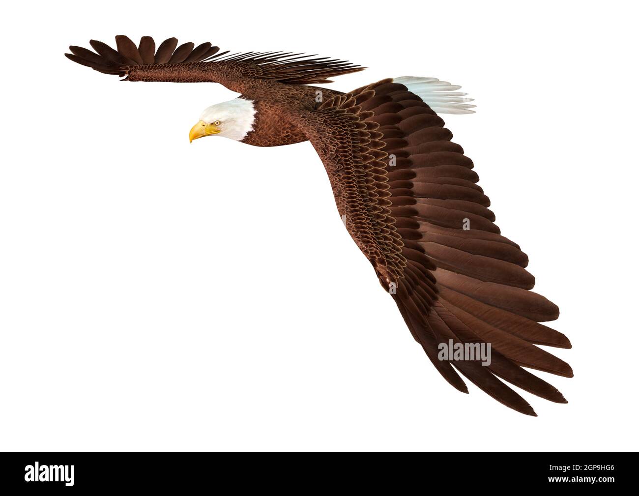 3D rendering of a bald eagle isolated on white background Stock Photo ...